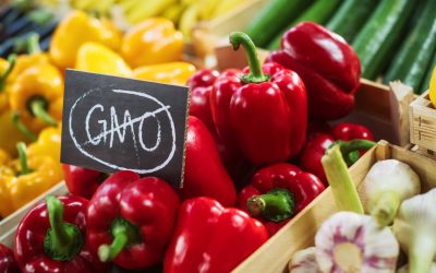 Jesu li GMO namirnice opasne? Znanstvene činjenice bez mitova